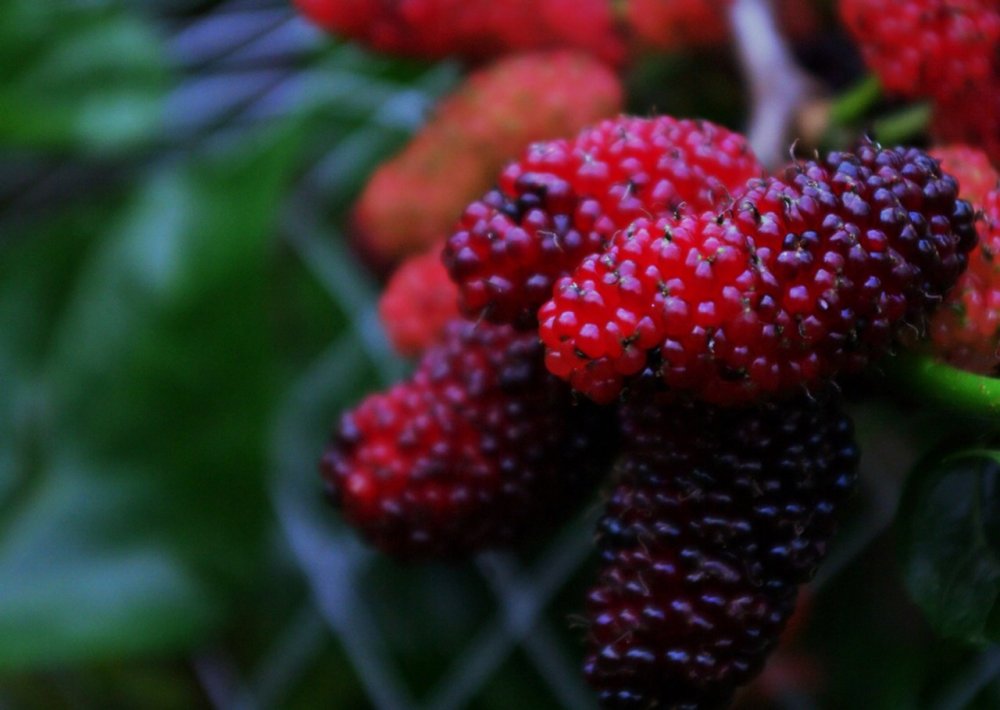 Mulberry Berry