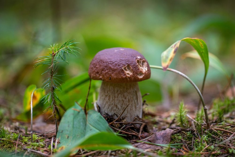Белый гриб в природе