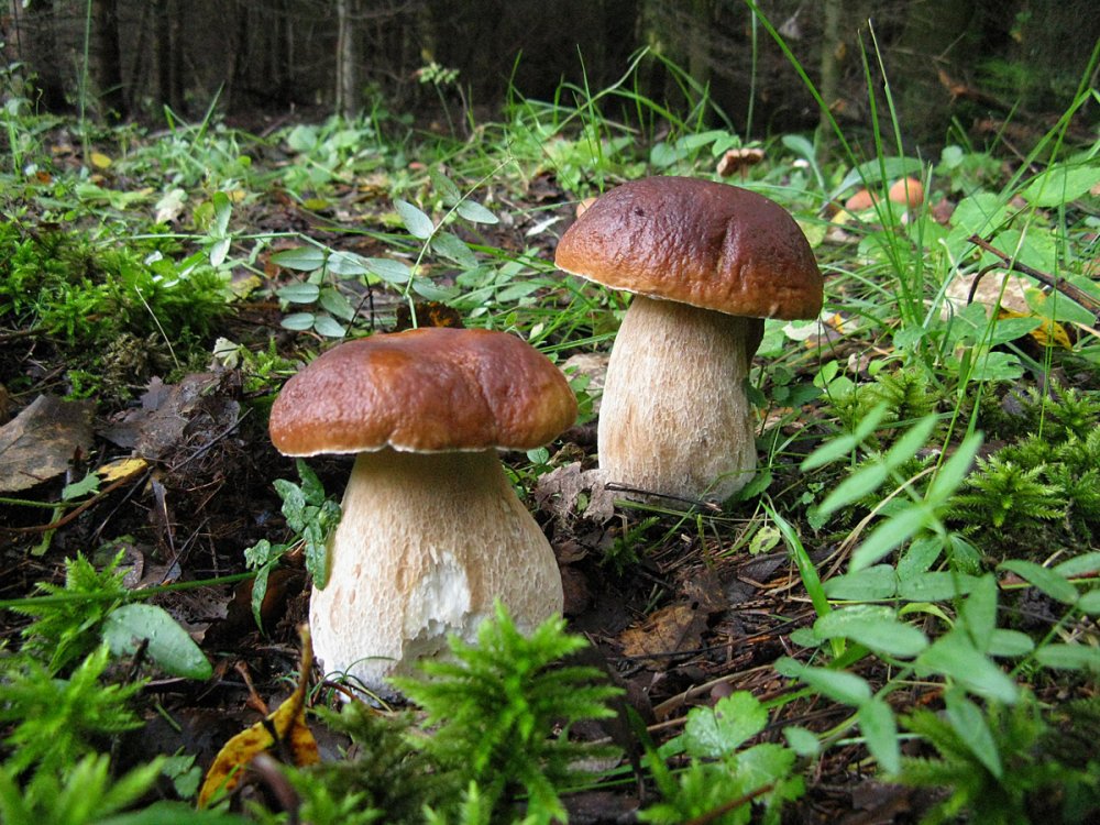 Боровик гриб и белый гриб