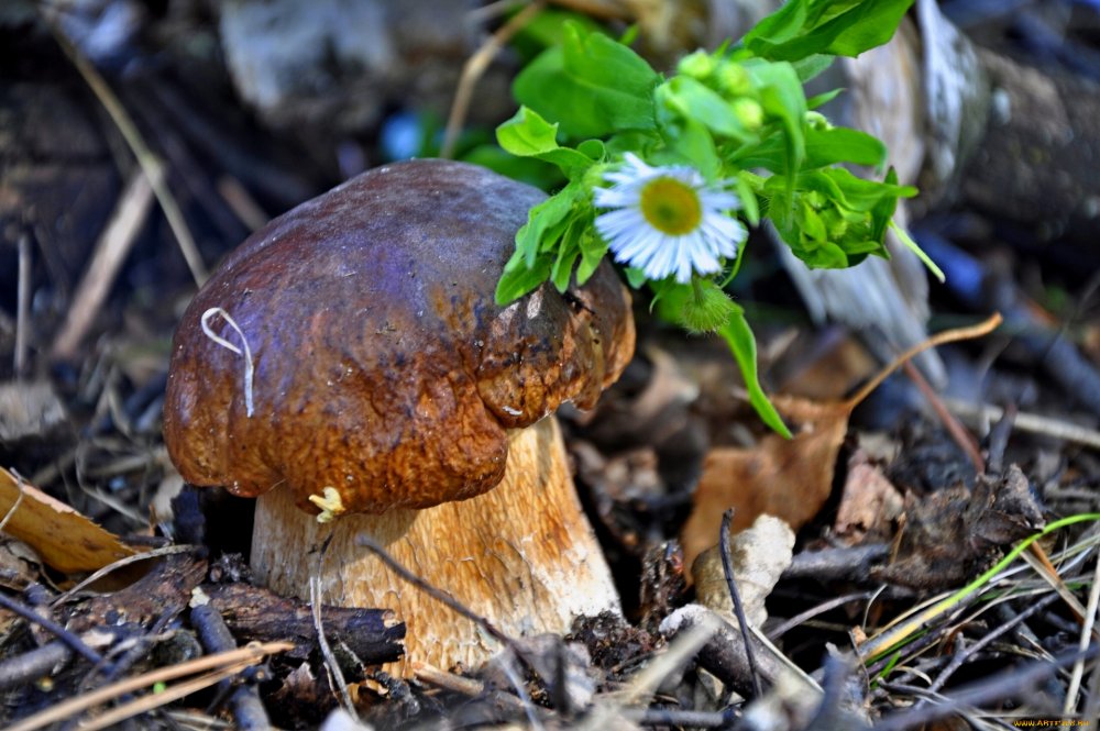 Осень грибы лето