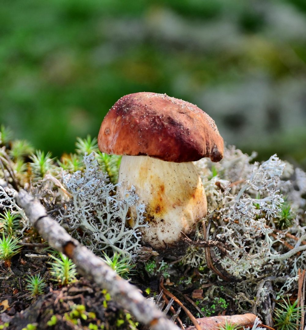 Саратовская обл грибы боровики