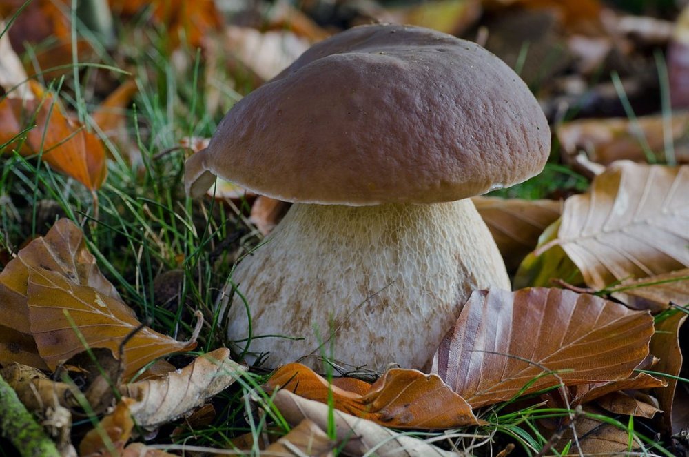 Широколиственный лес грибы