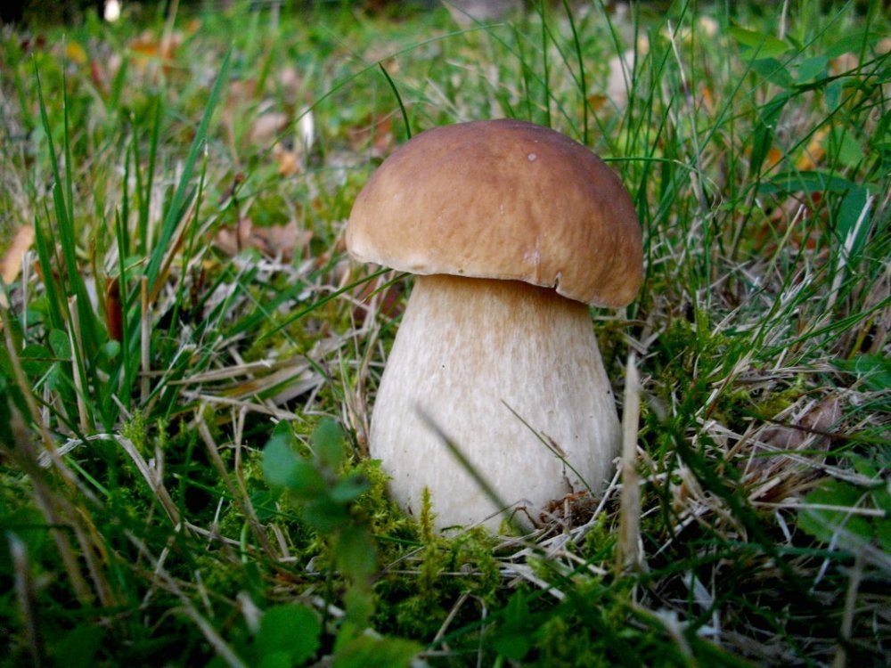 Обои грибы в лесу