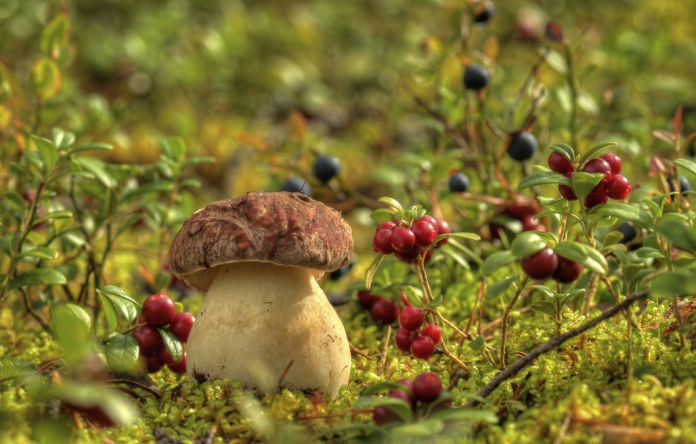 Белые грибы в Воронежской области