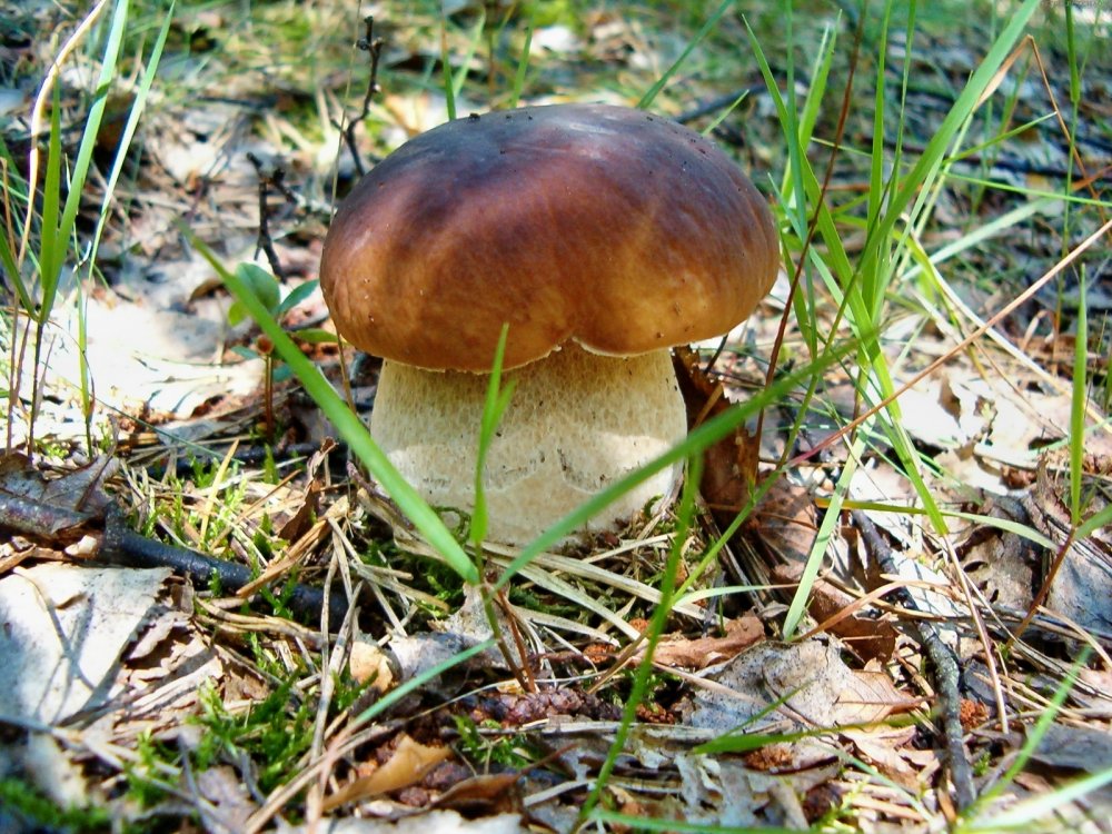 Съедобные грибы Брянского леса