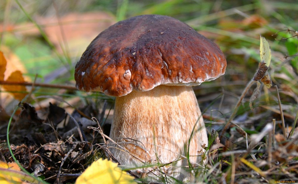 Макросъемка природа грибы боровики