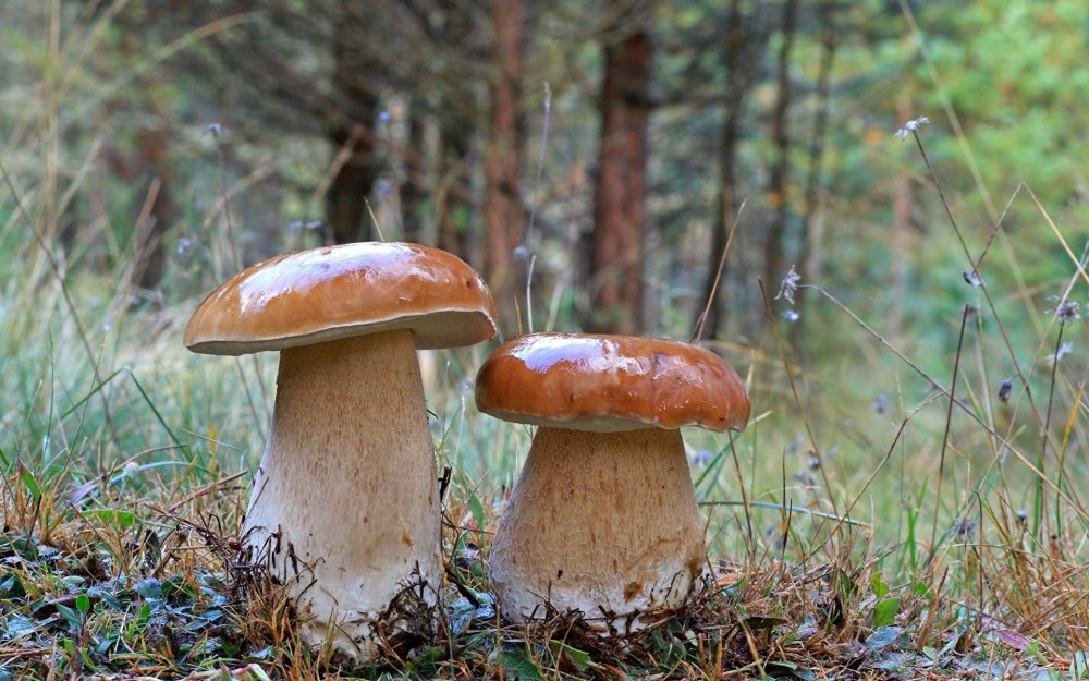 Белые грибы осень