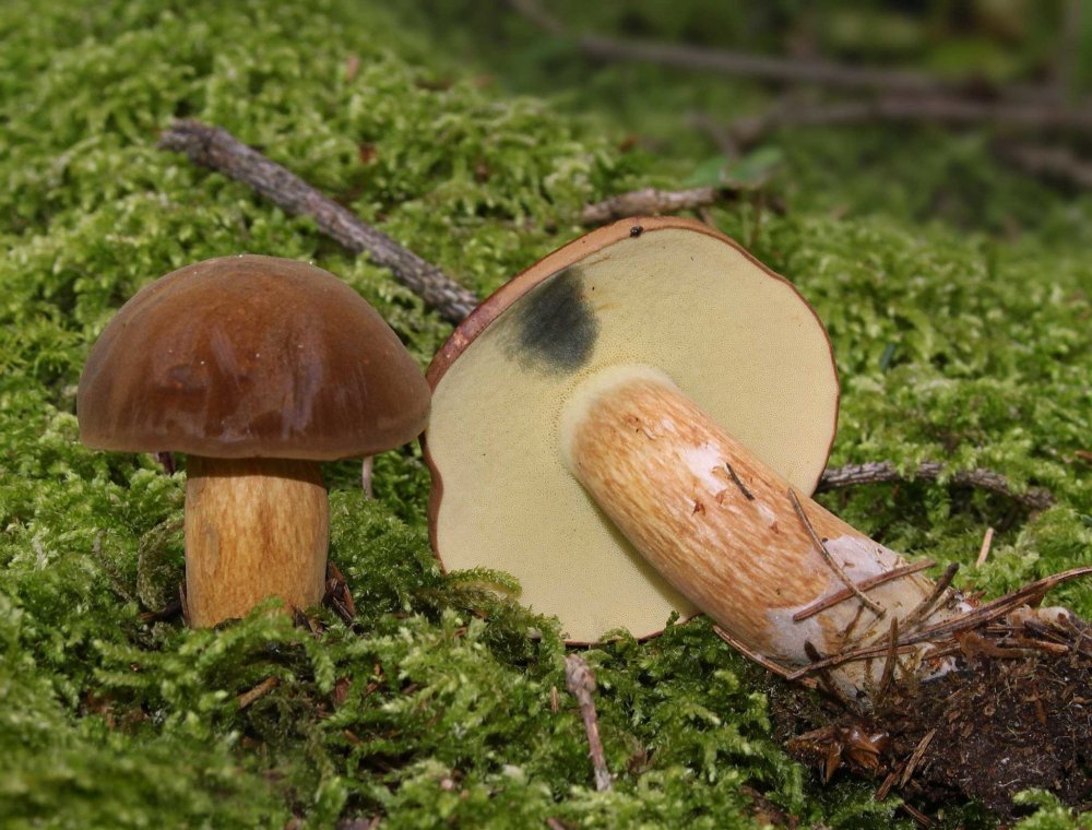 Фото грибов польских Владимирская область Заречье