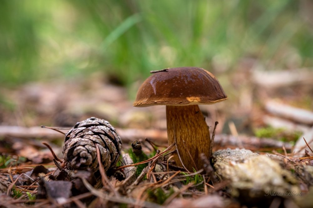 Природа пол грибами