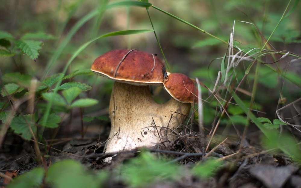 Фото польского гриба в лесу