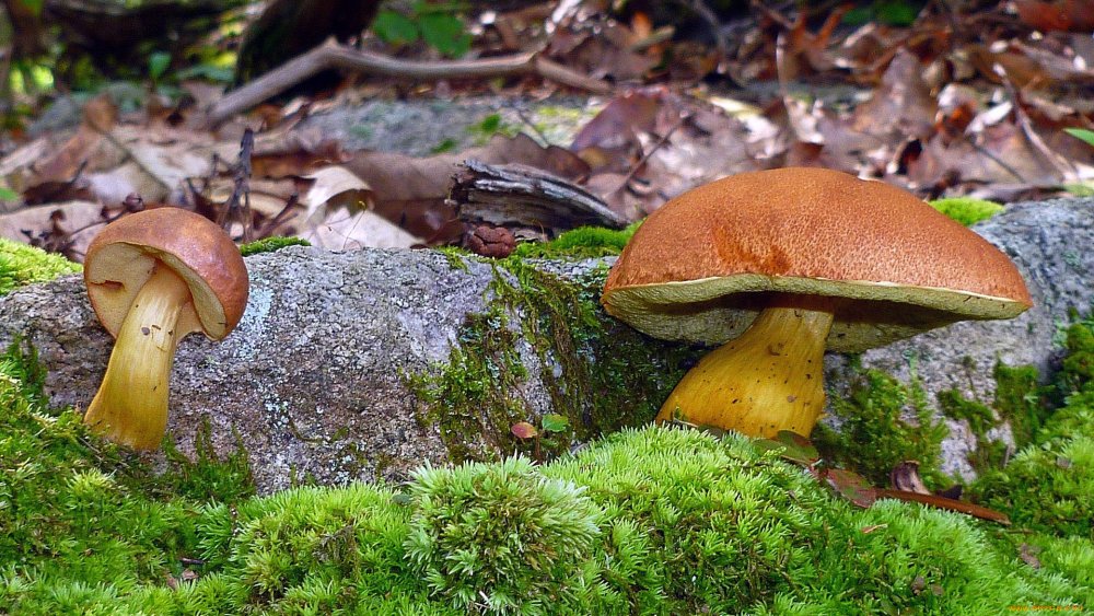 Осенний гриб губка