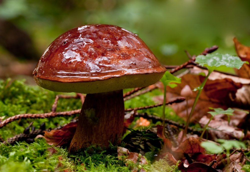 Природа пол грибами