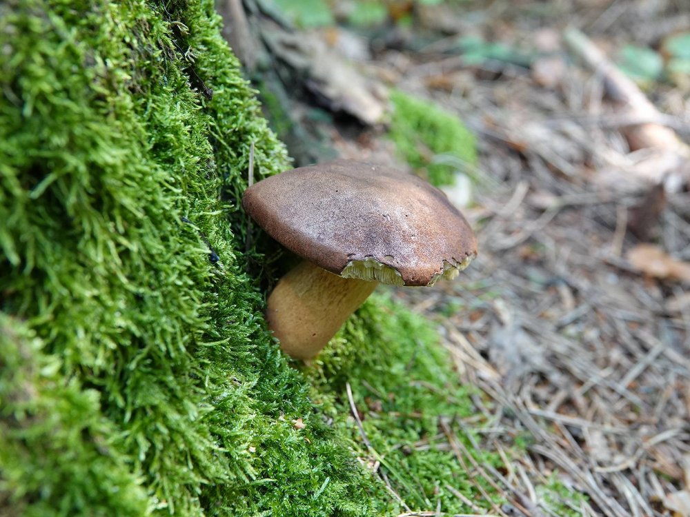 Диковина Инадзумы где найти в дикой природе гриб