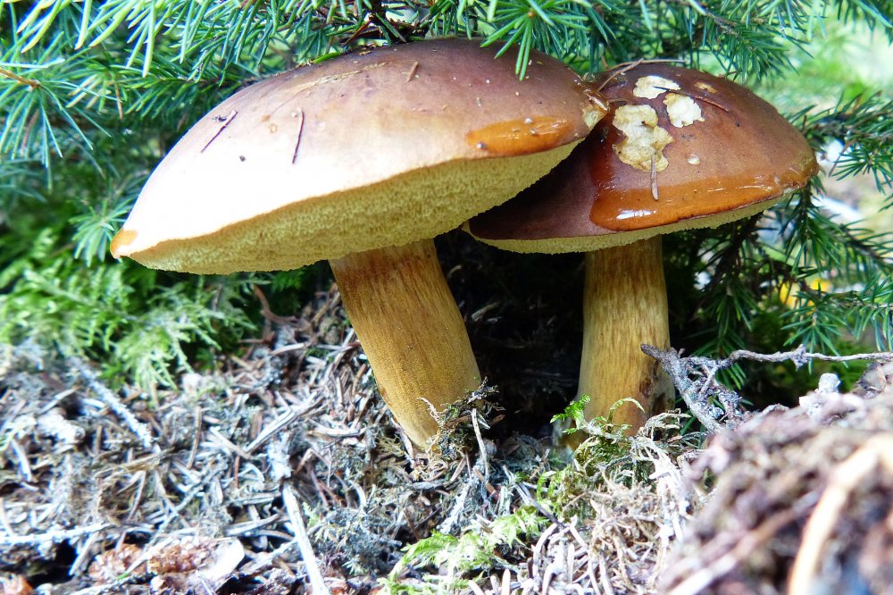 Съедобные грибы в Сосновом лесу фото и названия