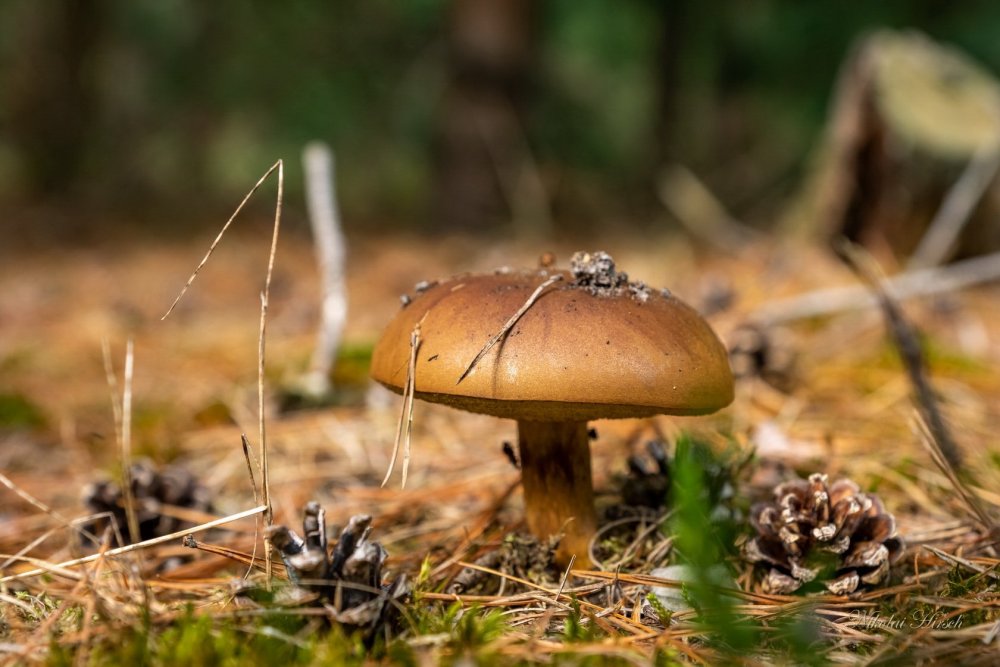 Польский гриб фото нарисовать