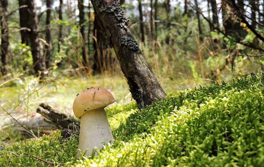 Панский гриб фото
