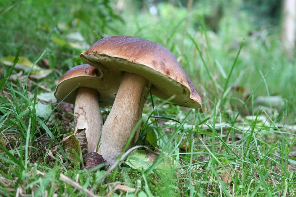Лесные пейзажи с грибами фотографии