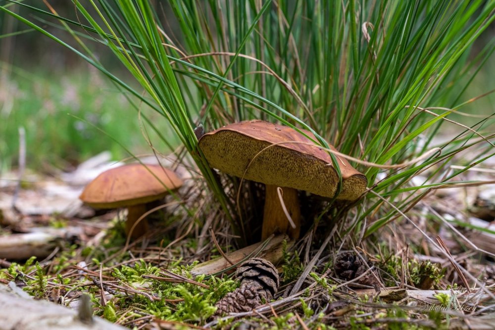 Растения и грибы в лесу