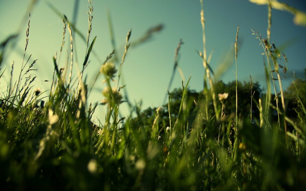 Эстетика травы в поле