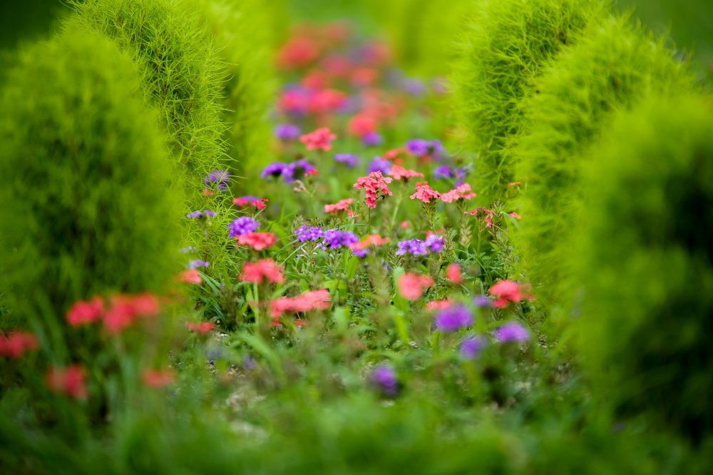 Красивая лужайка с цветами