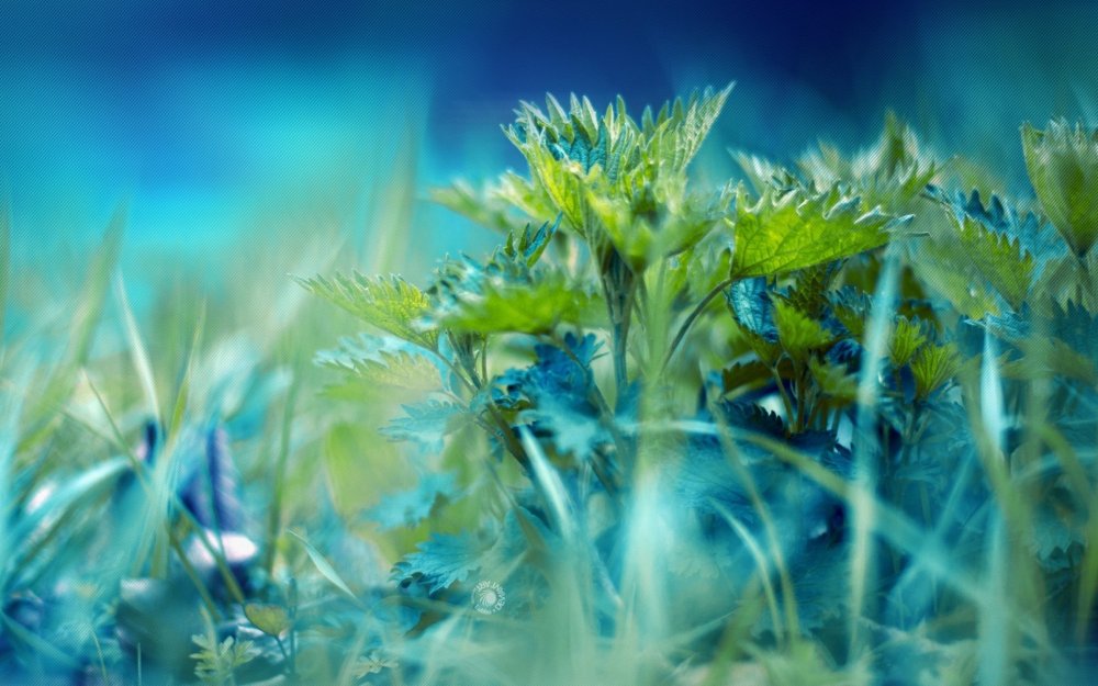 Сине-зеленые растения