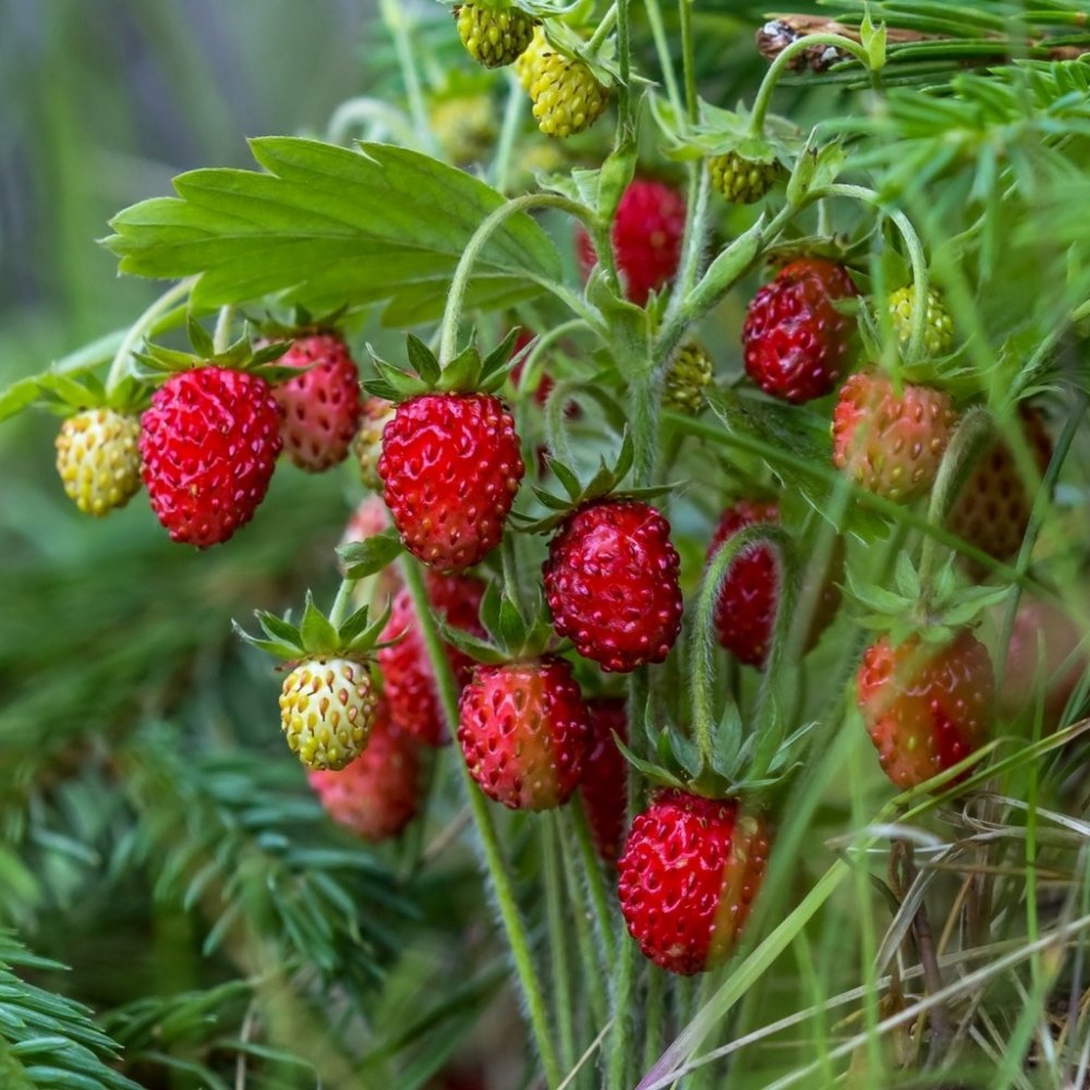 Природа ягоды