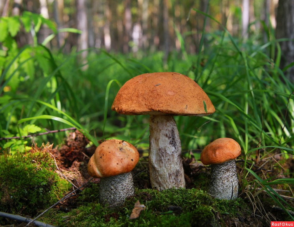 Уральская природа грибы красноголовик