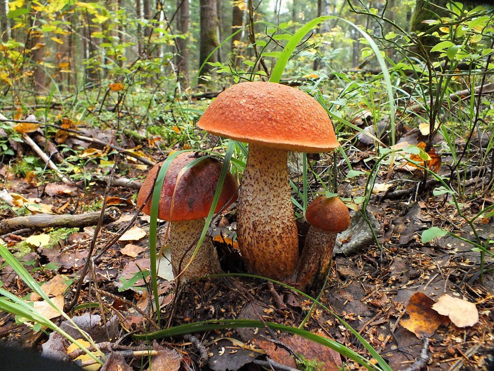 Подосиновики грибы осень