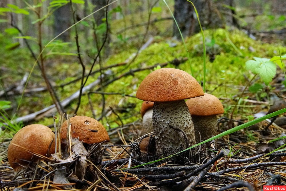Примитивные грибы