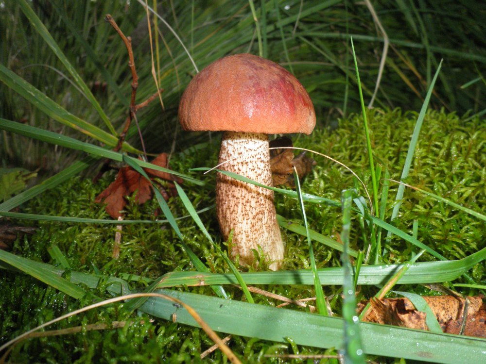 Уральская природа грибы красноголовик