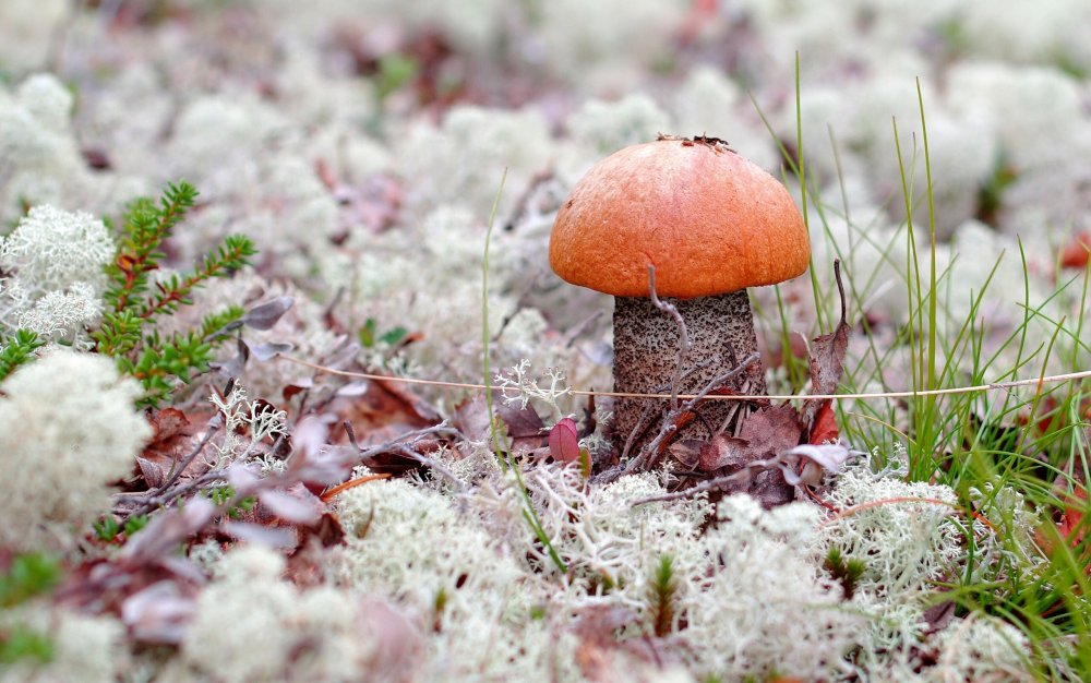 Страшные грибы в лесу