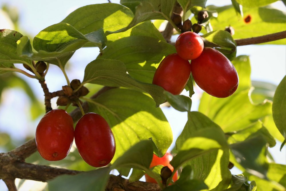 Фото плодовых ягод в природе