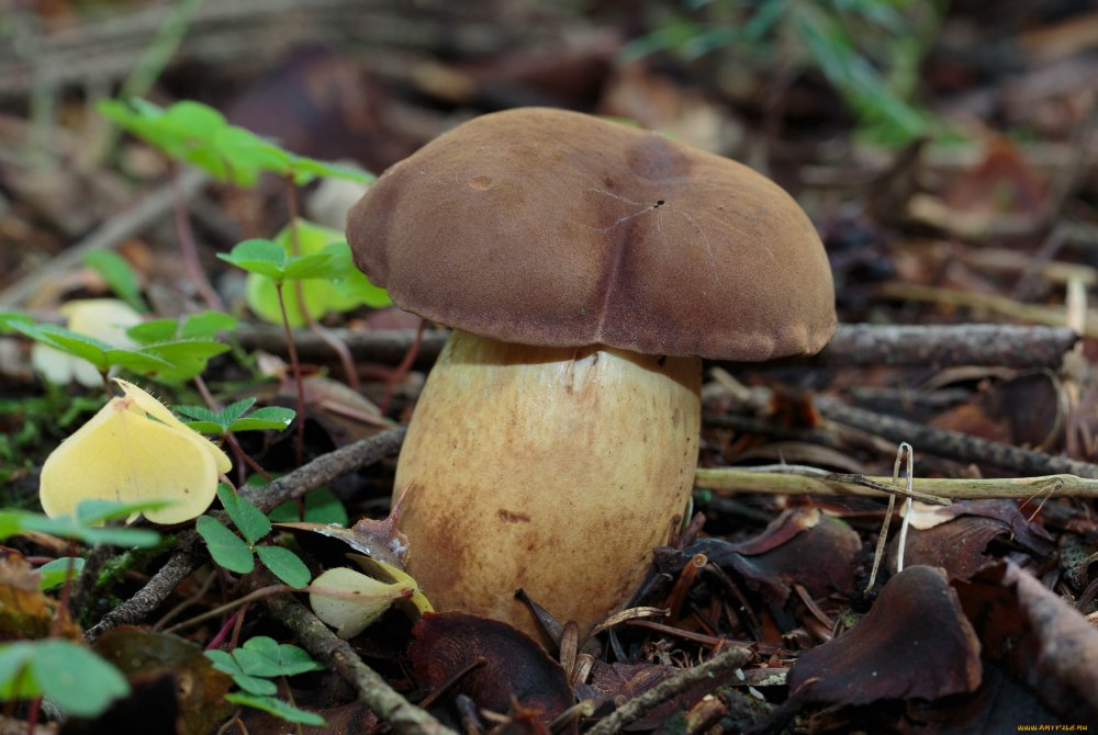 Природа Свердловской области грибы моховик