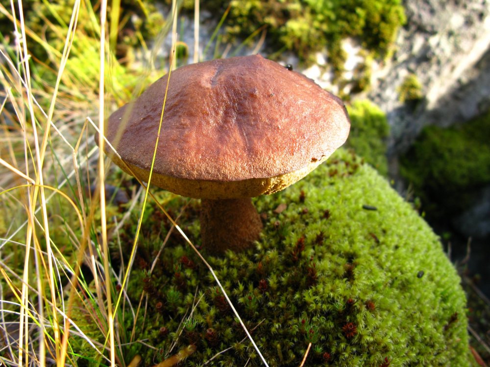 Моховик коричневый гриб