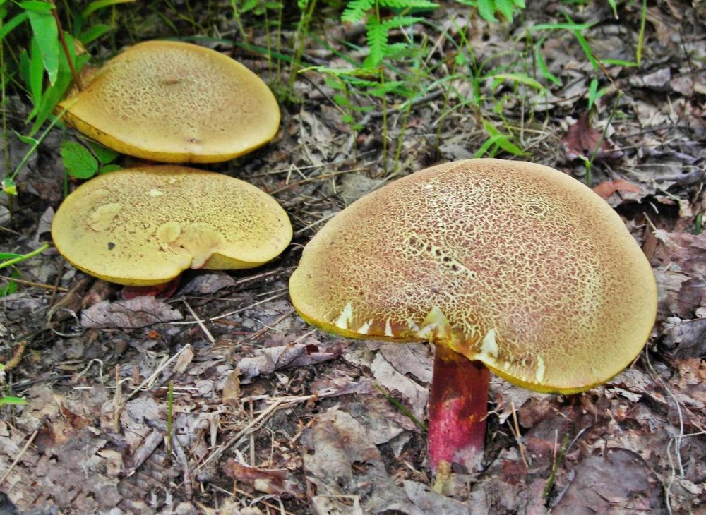 Моховик каштановый коричневый гриб Панский гриб