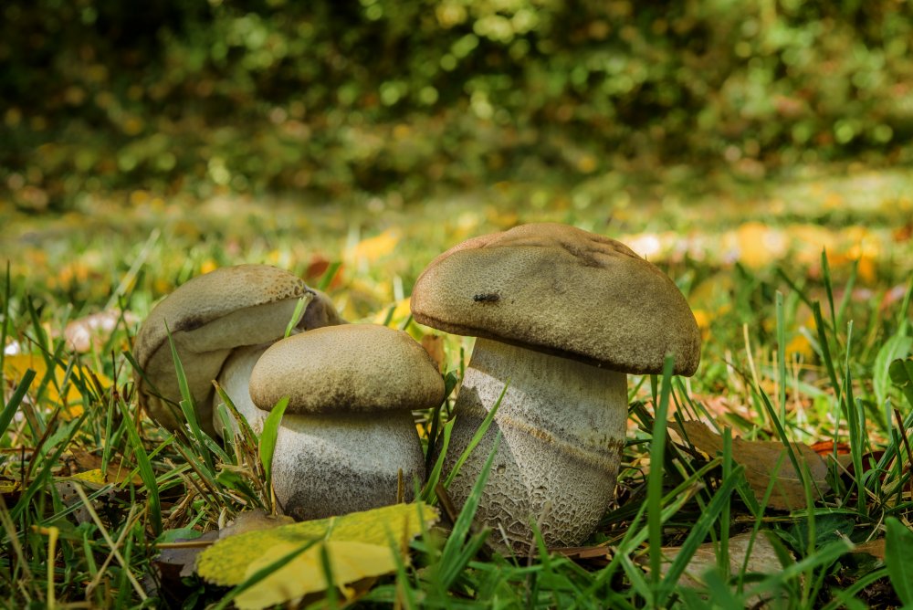Лыткаринский лес грибы