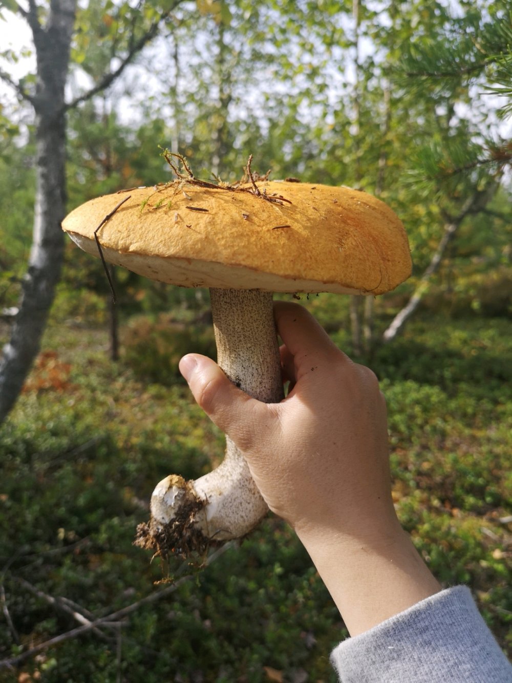 Моховик трещиноватый гриб