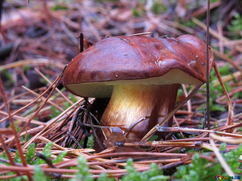 Польский гриб Imleria Badia