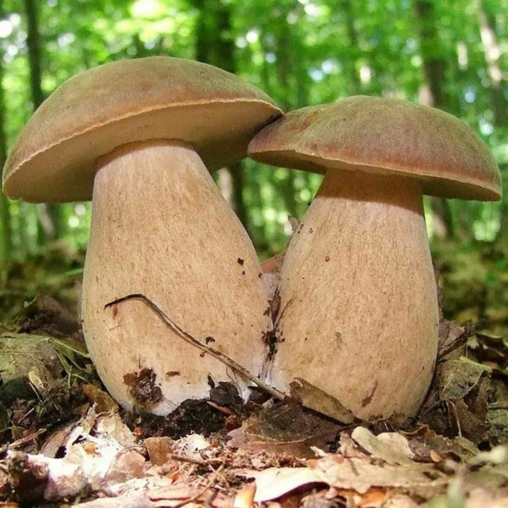Съедобные грибы Мурманской области