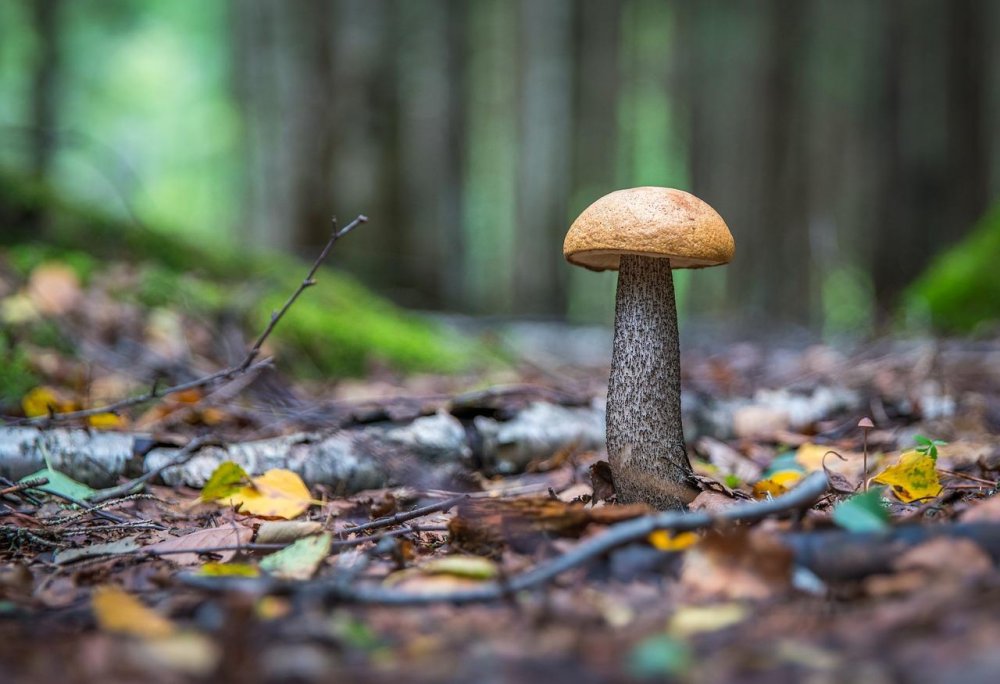 Съедобные грибы Владимирской области