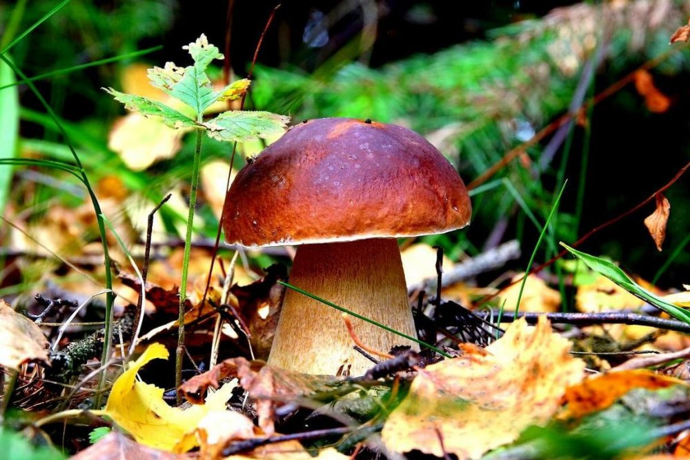Лесной белый гриб