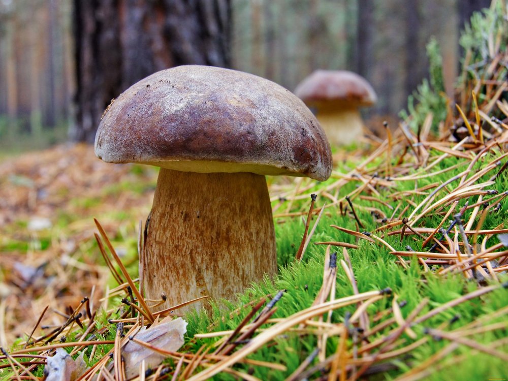 Красивые съедобные грибы