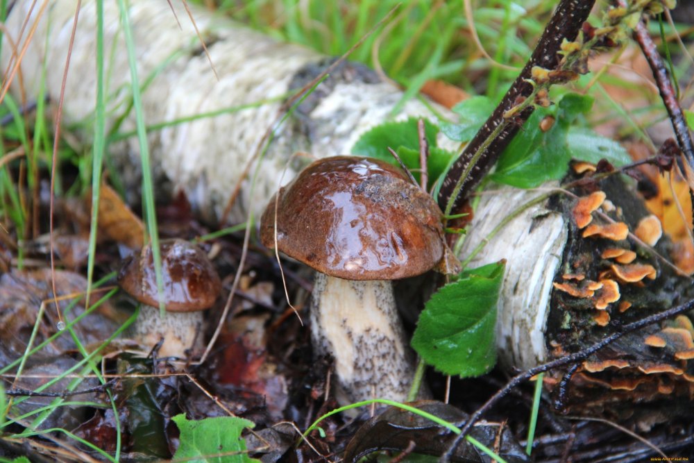 Споры грибов в лесу