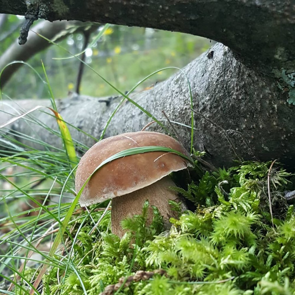 Осенние грибы среднего Урала Урала
