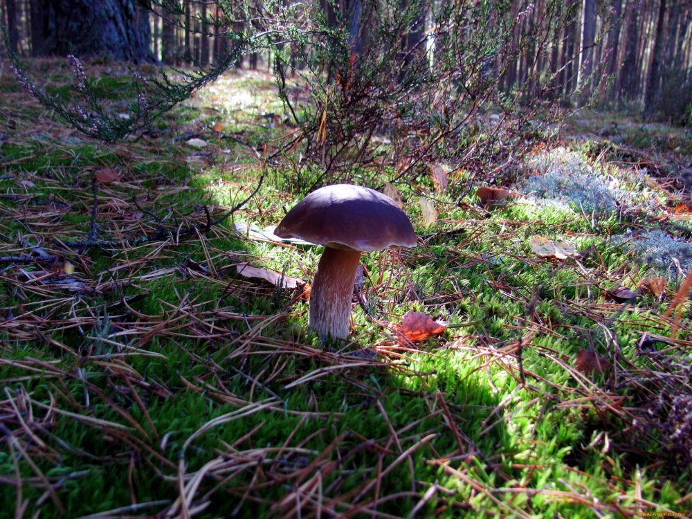 Фото грибов в Березовом лесу