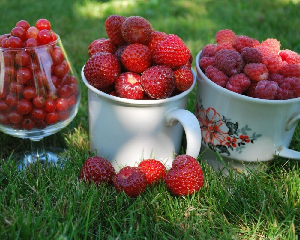Дачные ягоды