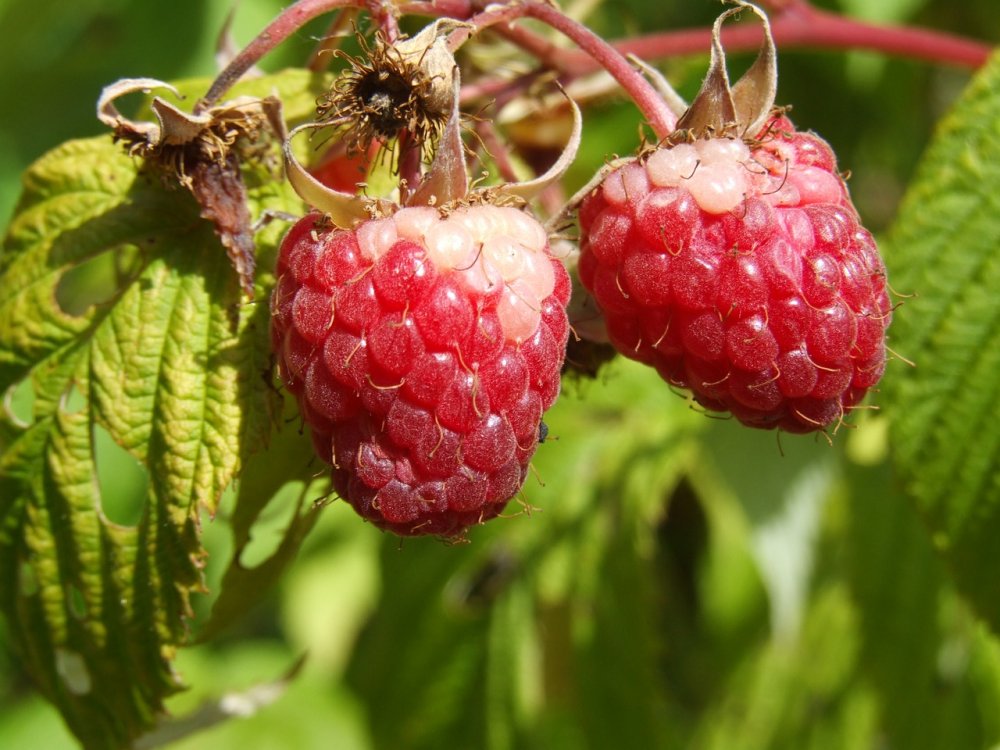 Raspberry ягода