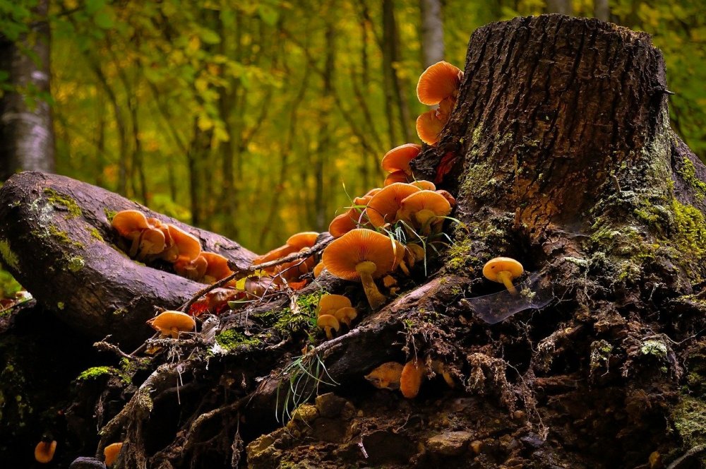 Осенний грибной лес