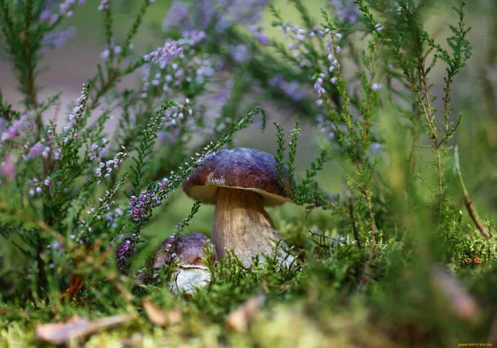 Августовский лес с грибами