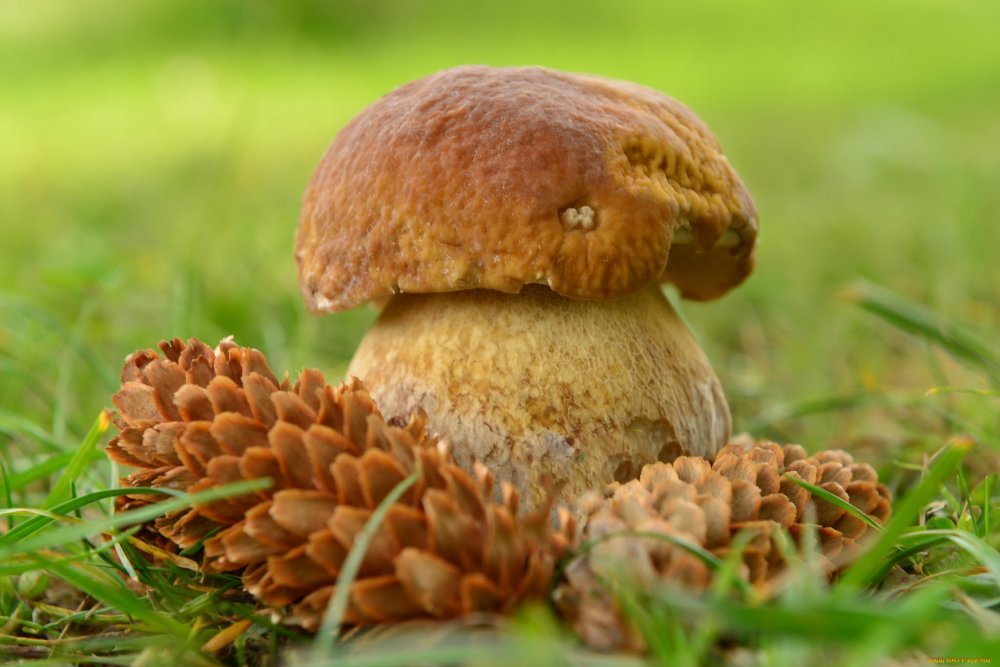 Обои осень грибы